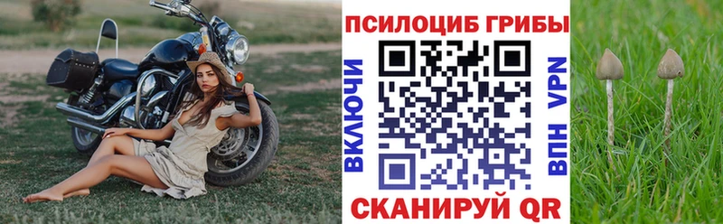 Галлюциногенные грибы Psilocybe  купить наркотики сайты  Лермонтов 